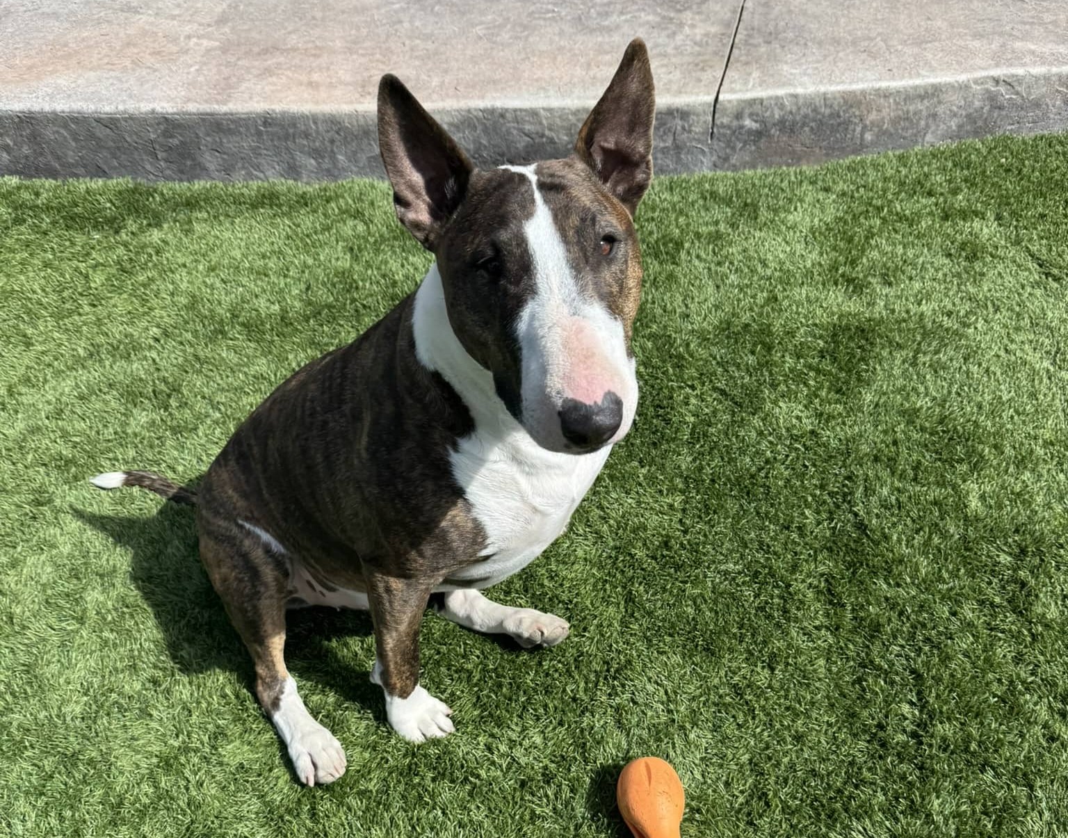Dog sitting in the yard of artificial turf